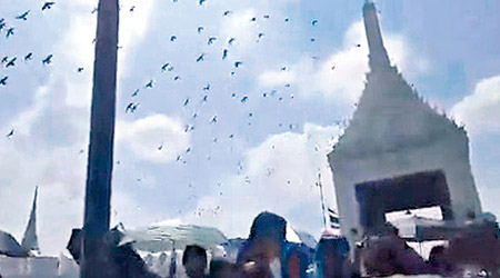 成千上萬雀鳥在大王宮空中盤旋。（互聯網圖片）