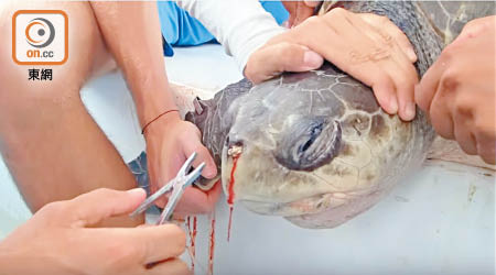 早前一段影片在網上瘋傳，一隻海龜的鼻孔慘遭棄置膠飲管阻塞。