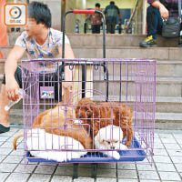 多隻狗擠在狹小的鐵籠中，等候出售。