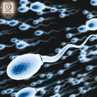 隱睾症若不處理，或影響製造精子能力。（資料圖片）