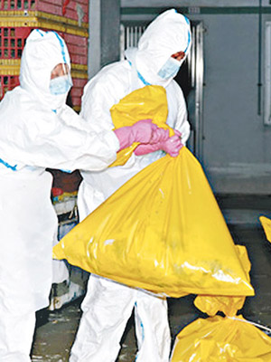 澳門驗出批發市場活雞帶禽流感病毒，銷毀約一萬隻活禽。（澳門新聞局圖片）