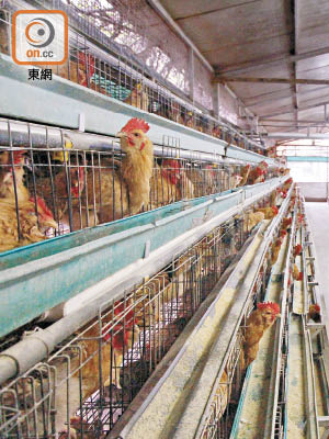 養雞時若長期使用抗生素，會加快耐藥細菌在雞隻的腸道內積存。