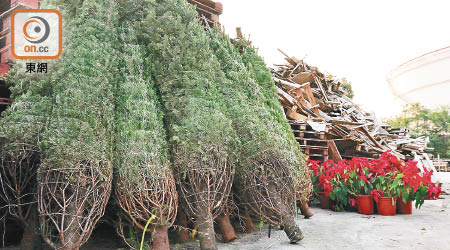 有人把大量聖誕樹棄置到一間回收公司，事件引起極大回響。