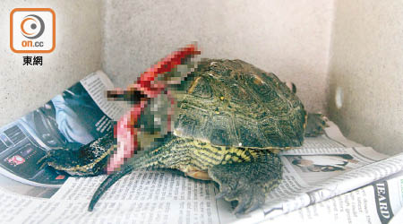 墮樓巴西龜龜殼爆裂死亡。（戴展邦攝）