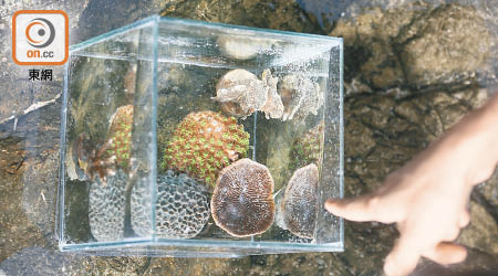 香港擁有八十四種石珊瑚，比只有六十多種的加勒比海還要多。（李志湧攝）