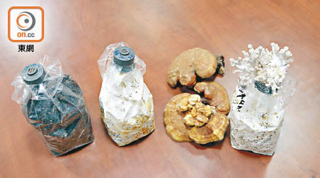 （左至右）種植菇菌過程，由菇種至成熟的平菇及靈芝。