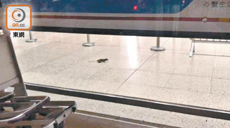 港鐵紅磡站直通車離境大堂現鼠蹤，深夜在行李車旁活動。