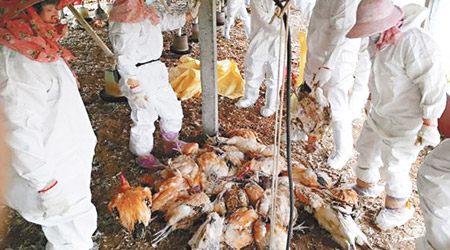 台灣當局派員到農場撲殺活雞。（互聯網圖片）