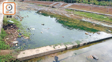 供港東江水配水庫的深圳水庫過往出現大量綠藻。（資料圖片）