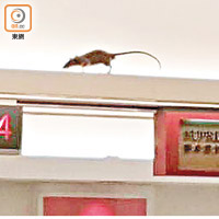 老鼠在櫃位上橫樑走動。