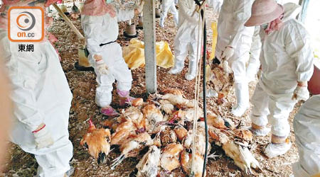 台灣<br>台灣今年一月起多個養殖場爆發禽流感，當局派員撲殺活雞。
