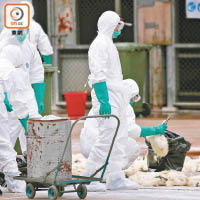 去年中屯門仁愛街市驗出H7N9病毒，政府宣布長沙灣家禽批發市場殺雞。