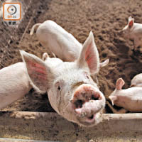 內地有農場在飼料加入抗生素，令動物體內細菌產生抗藥性。