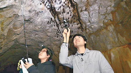 生態調查員趁蝙蝠冬眠，走到洞口統計牠們的數量。（政府新聞網）