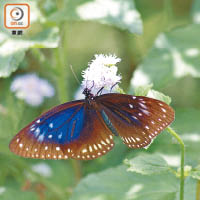 藍點紫班蝶