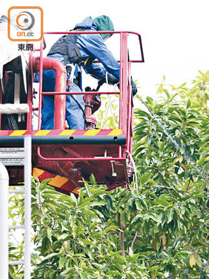 外判工人向蜂巢噴射殺蟲水。（林耀康攝）