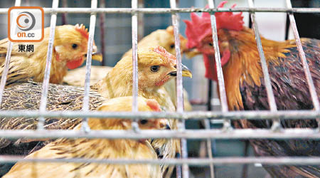 禽流感肆虐兩岸，其中內地人類感染H7N9個案大幅增加。