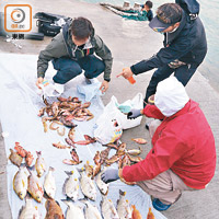 在青龍頭碼頭，有釣魚發燒友收穫甚豐。
