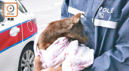 警員用毛巾包裹小狗。（張世洋攝）