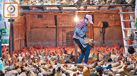禽流感疫情在大陸持續，多地都有限制活禽交易。（資料圖片）