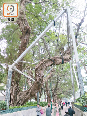 樹木辦在尖沙咀旅遊區以鐵架固定百年榕樹吊命，予人丟架觀感。（朱先儒攝）