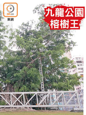 九龍公園的二百歲「榕樹王」，政府繼續以鐵架將其包圍。