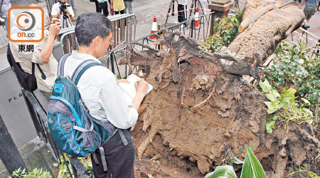 專家批評政府每每於發生塌樹致命意外後，才正視樹木的問題。（資料圖片）