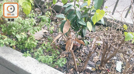 龍翔道近黃大仙祠一帶花槽內的植物出現嚴重枯萎情況，並堆有垃圾。