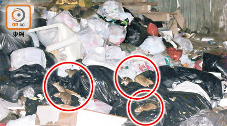 多隻老鼠（紅圈示）於垃圾堆中覓食，有人走近亦不怕。