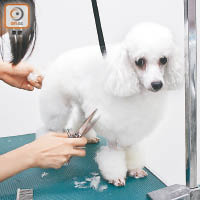 勤為寵物修剪毛髮或洗澡，可減少毛髮飄揚，降低鼻敏感機會。