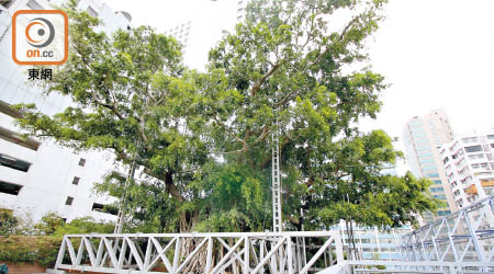 逾三百歲的九龍公園細葉榕樹王，「患癌」後至今奇迹生還。（洪業銘攝）