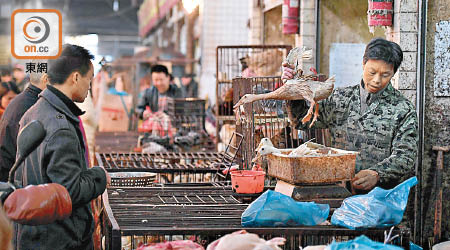 內地禽流感疫情不斷，市民應盡量避免接觸禽畜。（資料圖片）