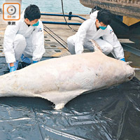 袁晞朗（右）協助處理擱淺鯨豚的屍體，並比對「影像解剖」及傳統解剖的準確度。（東華學院提供）