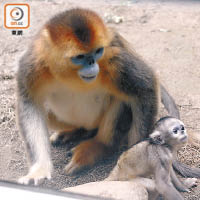 川金絲猴寶寶非常調皮，經常探索外間世界。