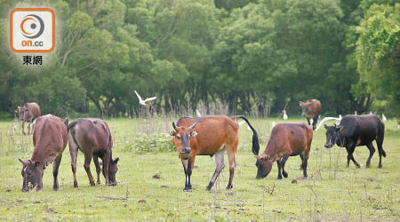 漁護署將西貢市中心的牛隻遷到西貢郊野公園範圍。（李志湧攝）