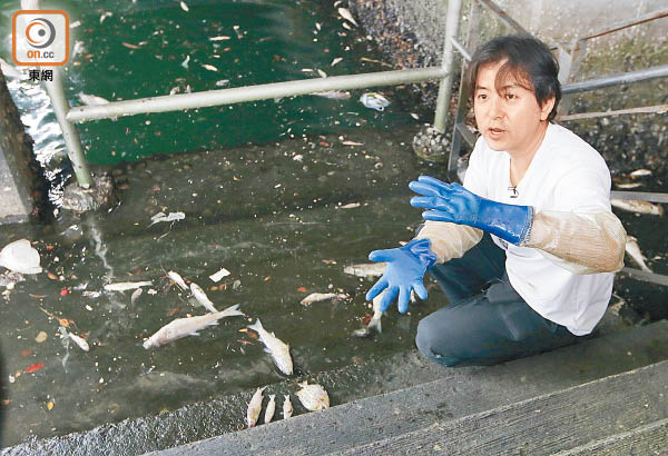 探射燈 專家 水塘淡水魚易染寄生蟲 東方日報