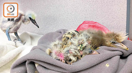 再有兩隻鷺鳥送到嘉道理農場暨植物園接受治療。（嘉道理農場暨植物園提供）