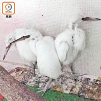 目前共有九隻鷺鳥在嘉道理農場暨植物園接受治療。