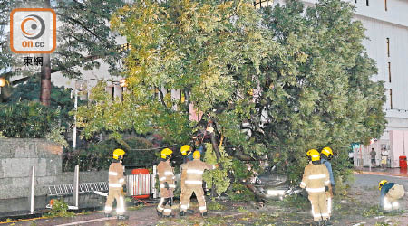 消防員清理倒塌大樹。（林兆崙攝）