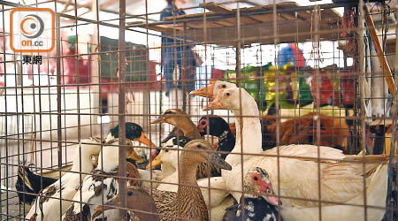 農業部稱已成功研發用於禽類及哺乳類動物的新型禽流感疫苗。（資料圖片）