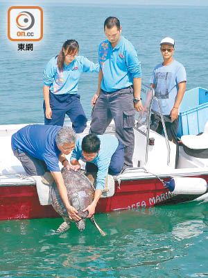 漁護署人員去年亦曾放生一批綠海龜。（資料圖片）