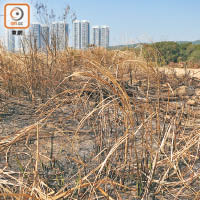 香園圍綠油油的蕉林淪為焦土。