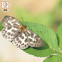 白弄蝶較少被發現，屬罕見蝴蝶。