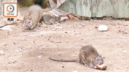 鼠患問題有惡化趨勢，元朗等多區有老鼠成群出沒。（資料圖片）