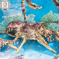 港人常吃海產如龍蝦亦曾被發現吞食塑膠。