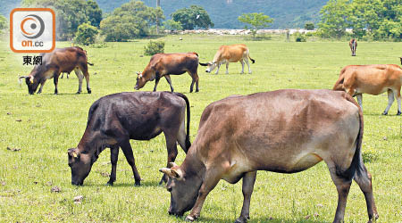 美國實驗發現，牛隻體內產生的抗體，可對抗愛滋病病毒株。（資料圖片）