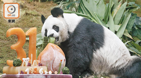 大熊貓安安踏入三十一歲，成為全世界最長壽的圈養雄性大熊貓。（袁志豪攝）