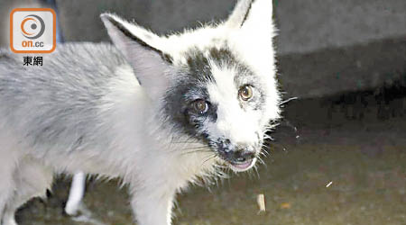 這隻赤狐與大理石狐一樣擁有黑白毛髮。（資料圖片）