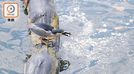 尖沙咀<br>雀鳥在浮波網對出油污捕食小魚。（胡家豪攝）