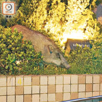 香港仔近月出現一群野豬，更走入石排灣邨花槽覓食。